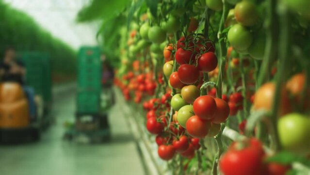Tomato clusters are in foreground in focus within a working greenhouse environment.