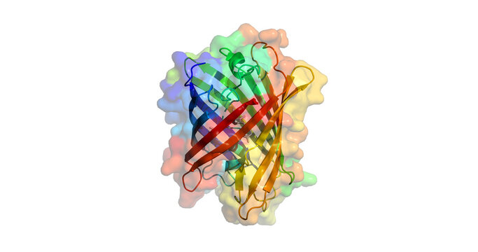 Green Fluorescent Protein (GFP) Azami-Green