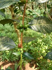 Green coffee beans in plantations in the Magelang area which later will turn blackish red which indicates when they are ripe