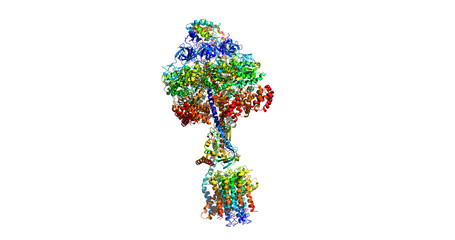 MITOCHONDRIAL ATP SYNTHASE, molecular machine, 3D molecule