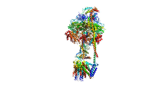 MITOCHONDRIAL ATP SYNTHASE, molecular machine, 3D molecule