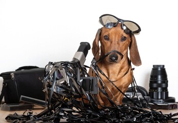 A red-haired dachshund dog sits entangled in a black thin film and next to it there is an old film...