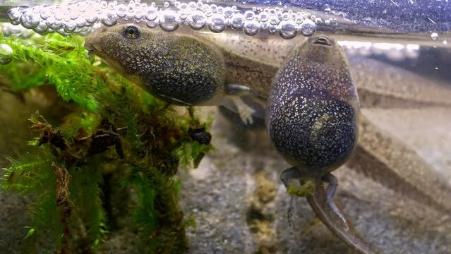 Tadpoles undergoing metamorphosis into frogs with developed back legs. They are swimming and jostling each other beneath the water surface.