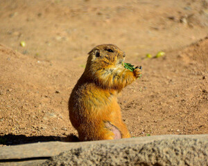 prairie dog eating his lunch in the desert