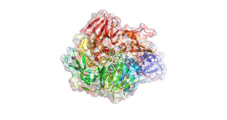 Obraz na płótnie Canvas Human Coronavirus Papain-Like Protease, 3D molecule
