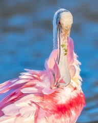 Roseate spoonbill is preening his feathers