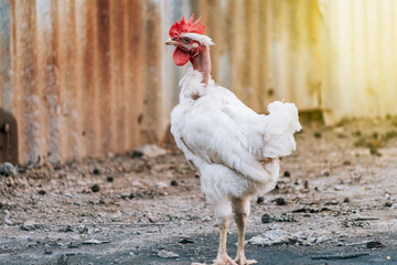 Beautiful breed rooster in the yard, a farm rooster in the yard, close up of a breed rooster in a yard