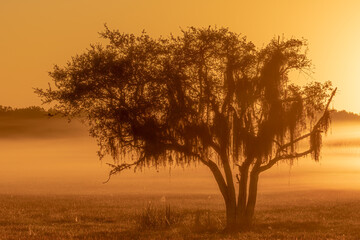 Naklejka na ściany i meble Early morning sunrise on a foggy morning in Florida