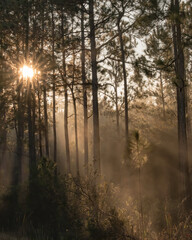 Fototapeta na wymiar Pine forest with the morning light shining through the fog