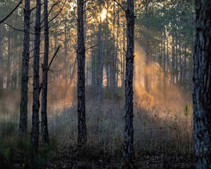 Pine forest with the morning light shining through the fog