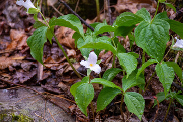 Trillium Hor
