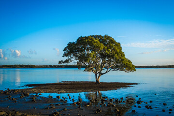 One tree surrounded by blue water with reflection and blue sky at Brighton, Queensland, Australia. 