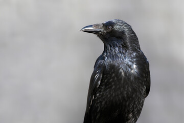 Kolkrabe, Corvus corax