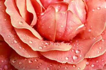 rose blossom with dewdrops