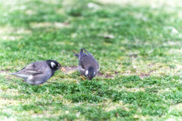 春の芝生で餌を探す小鳥(ムクドリ)