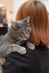 Cat pet on a human shoulder