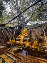 Wat Sai temple ruin covered by banyan tree roots, in Sing Buri Thailand