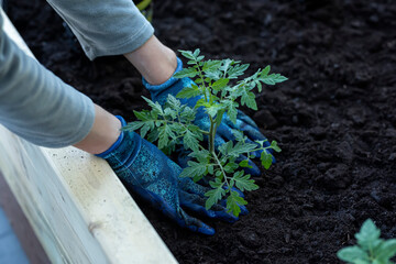 The process of planting tomato seedlings. hands planting tomatoes.