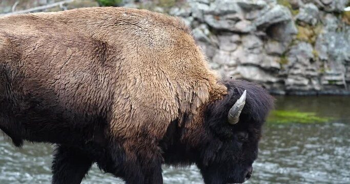 A Wild Buffalo walks along the side of the river and road in Yellowstone
