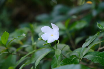 White jasmine flowers in the garden 