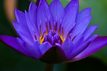 Close up shot of blue lotus(The Egyptian Dream Flower)