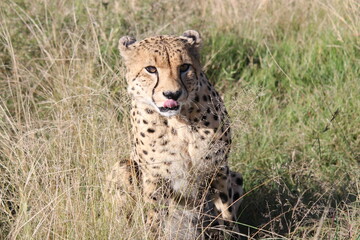 Fototapeta na wymiar Cheetah in the wild in South Africa