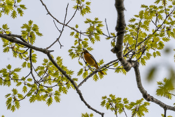 Old World oriole bird resting on a tree branch at Point Pelee, Ontario, Canada after flying over Lake Erie migrating from the south during spring 2022