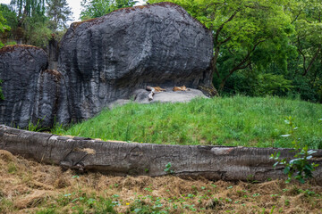 Lions sleeping in Seattle Woodland Park Zoo.