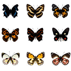 Fototapeta na wymiar butterfly series with 9 collected samples on each file. All png files without background. 