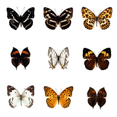 butterfly series with  9 collected samples on each file. All png files without background. 