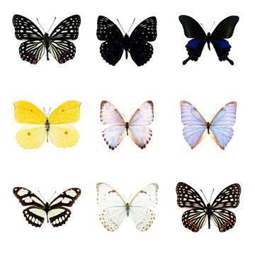 butterfly series with  9 collected samples on each file. All png files without background. 