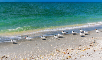Royal Terns (Thalasseus maximus) on Bowmans Beach, Sanibel Island, Florida, USA