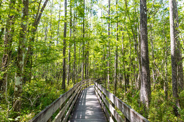 Fototapeta na wymiar Boardwalk Trail Through Bald Cypress Forest, Six Mile Cypress Slough Preserve, Fort Myers, Florida, USA