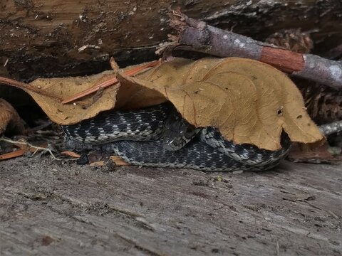Oregon Aquatic Garter Snake (Thamnophis atratus hydrophilus) coiled under an oak leaf