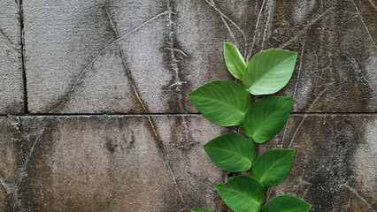 brick wall background with dollar vines decorate