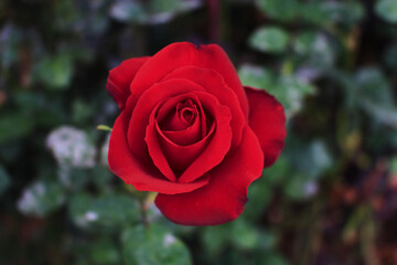 Rosa Roja, jardín, jardinería