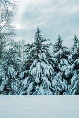 snow covered trees