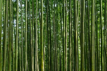Gordijnen bamboo © 상만 배