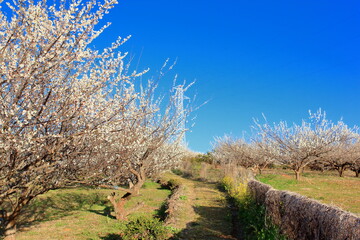 全盛期の梅林