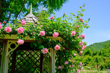 ローザンベリー多和田　バラの庭園