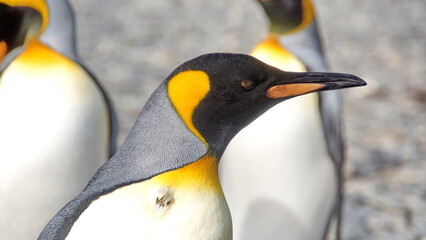 Close up of a king penguin (Aptenodytes patagonicus) in a colony at Jason Harbor on South Georgia Island