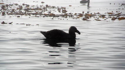 Giant petrel in silhouette, swimming in a kelp bay in the cove at Jason Harbor on South Georgia Island