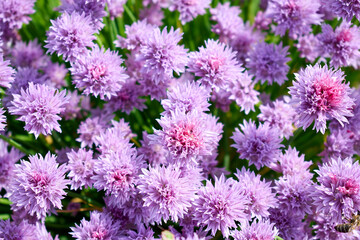 A large number of beautiful pink flowers on green stems
