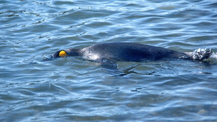 King penguin (Aptenodytes patagonicus) swimming at Jason Harbor on South Georgia Island