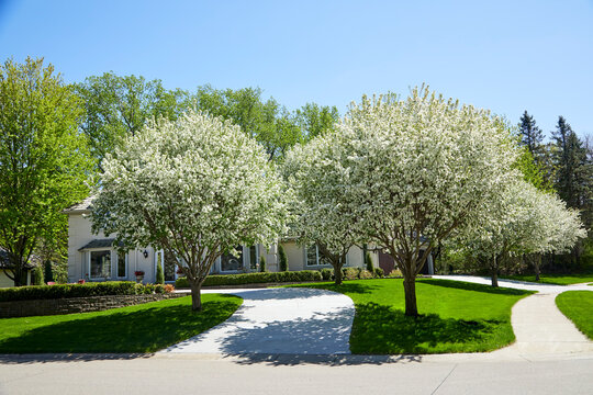 Front yard with flowering white trees in full bloom on a spring day in may