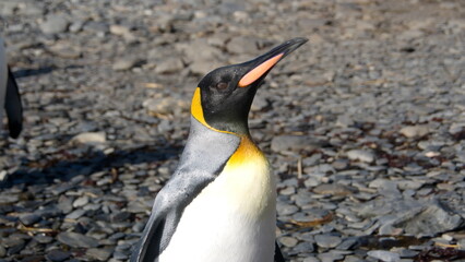 Close up of a king penguin (Aptenodytes patagonicus) at Jason Harbor on South Georgia Island