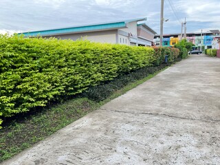 Wall green plant leaves home 