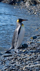 Naklejka premium King penguin (Aptenodytes patagonicus) on the beach at Jason Harbor on South Georgia Island