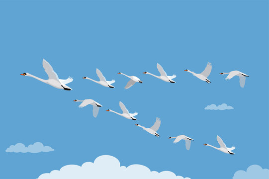 Mute swan Flying Teamwork