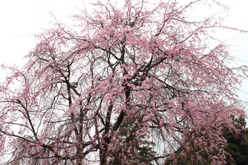 Japanese weeping cherry tree